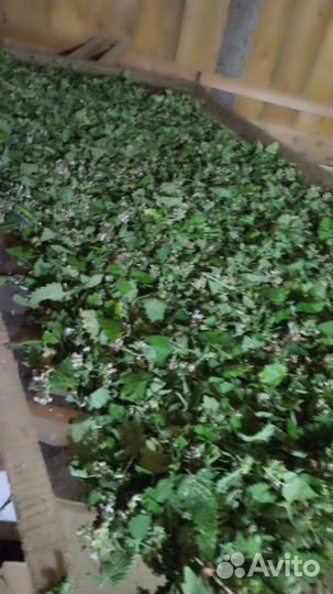 Иван-чай крупнолистовой