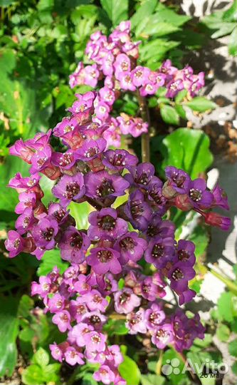 Садовые многолетники