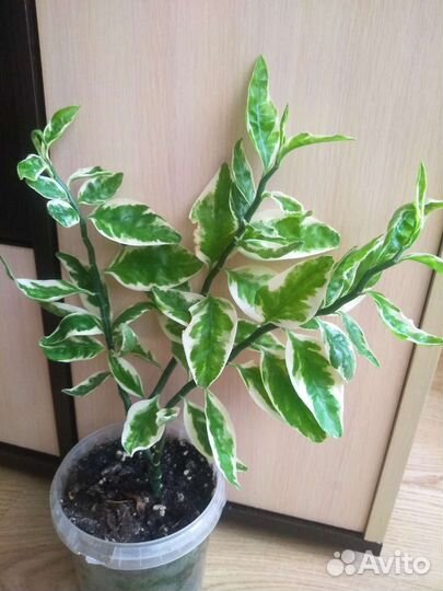 Педилантус