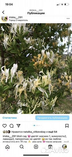 Жимолось Джеральда