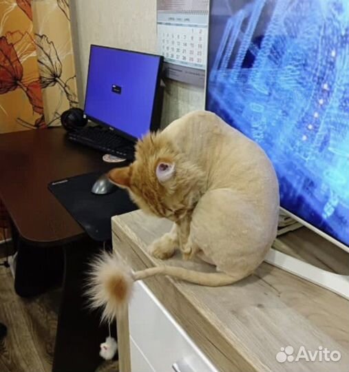 Стрижка кошек и котов всех пород