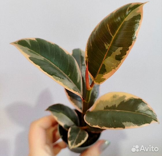 Фикус эластика бейлиз d6