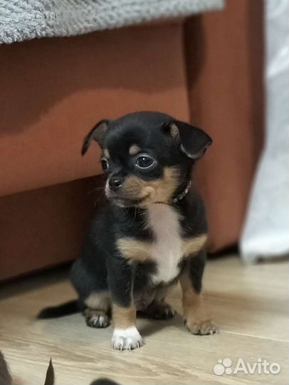 Щенки чихуахуа