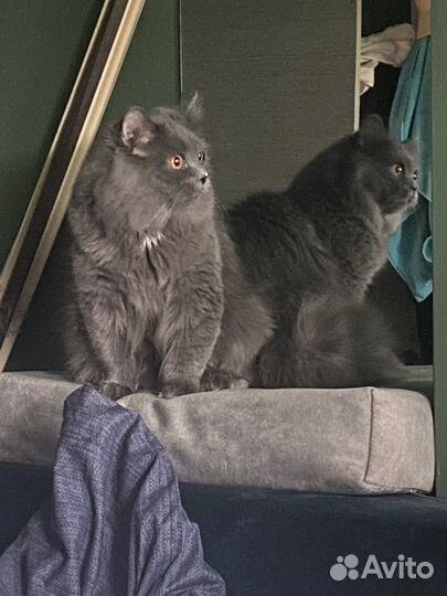 Кот