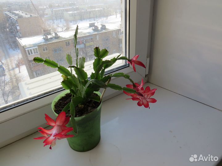 Комнатные цветы-цветущие декабристы красного цвета