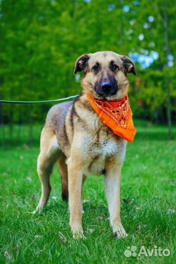 Спасите собаку из приюта