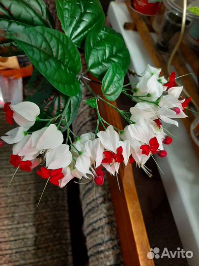 Клеродендрум томпсон