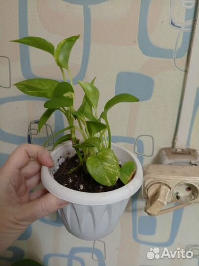 Сциндапсус