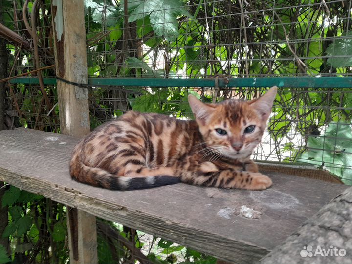 Бенгальские котята
