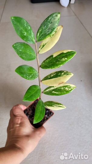 Замиокулькас вариегатный