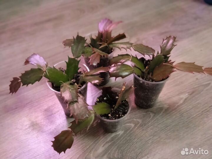 Декабрист шлюмбергера