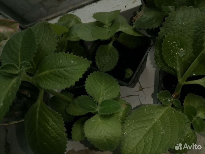 Комнатная мята