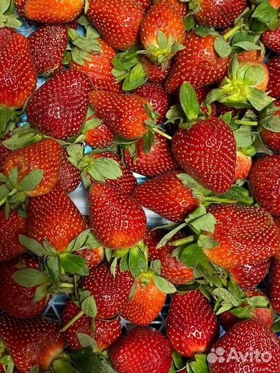 Клубника свежая