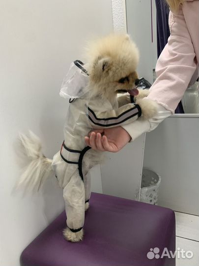 Дождевик для собак мелких пород