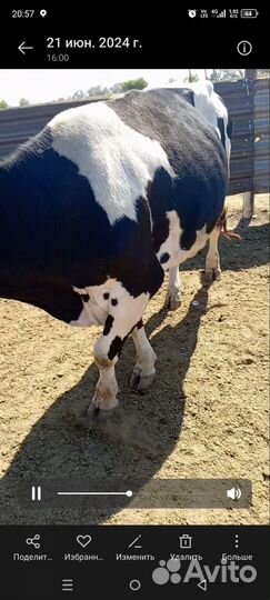 Продам коров