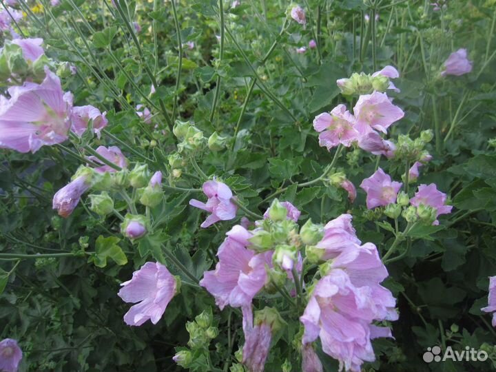 Лаватера Золотые шары Гельхера Перетрум Энотера