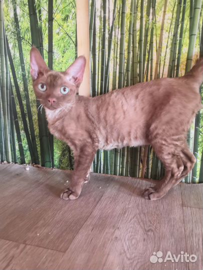 Котята девон-рекс