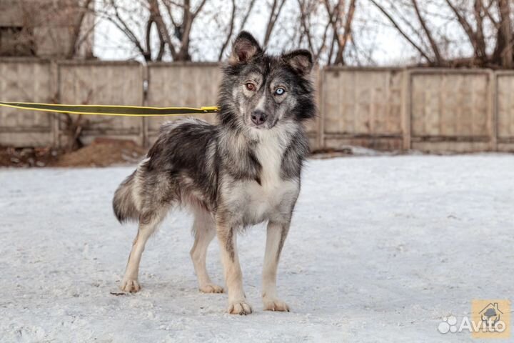 Собака в добрые руки отдам бесплатно