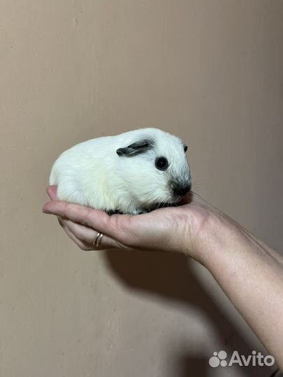 Морские свинки мальчики