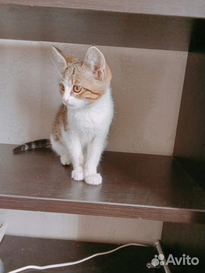 Кошечка в добрые руки