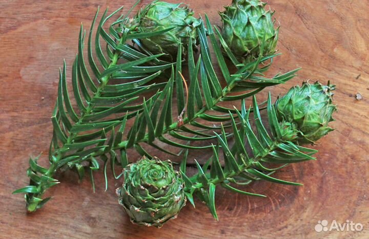 Куннингамия ланцетовидная, семена