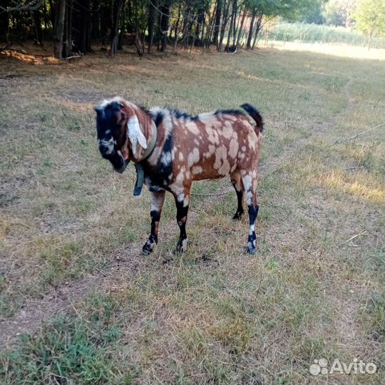 Нубийские козы