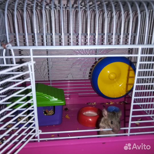 Клетки для грызунов