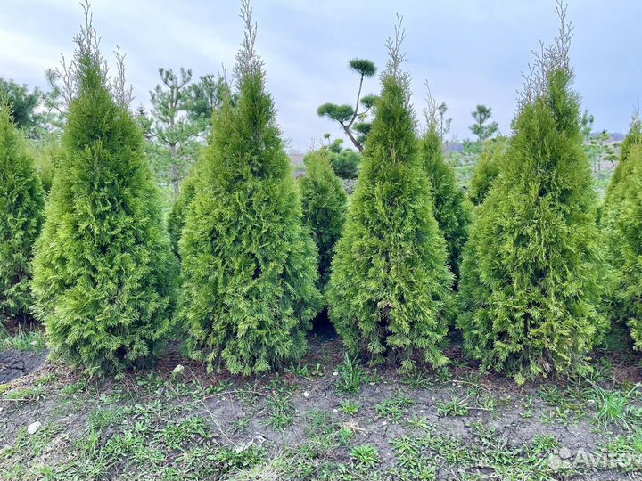 Туя 160 см