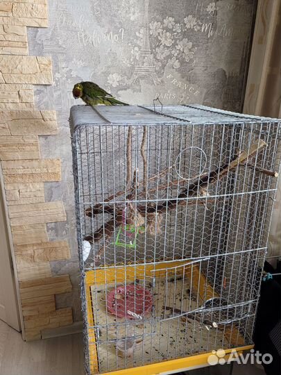 Попугай какарик