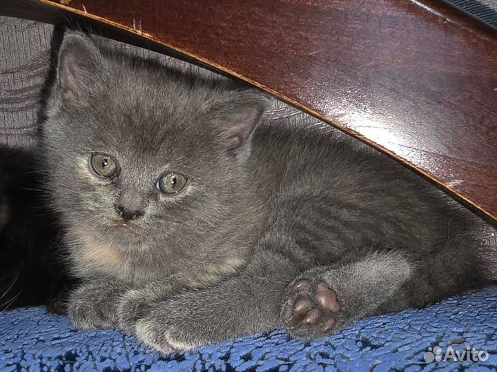 Шотландская