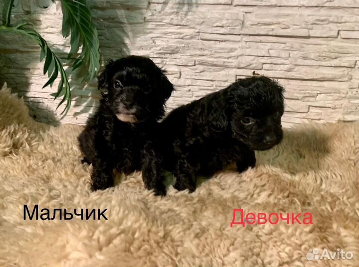 Щенки