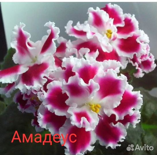 Детки сортовых фиалок наборами