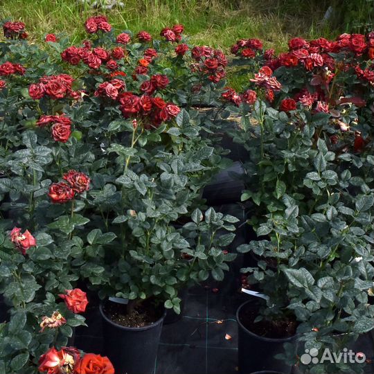 Саженцы роз в горшках с зкс