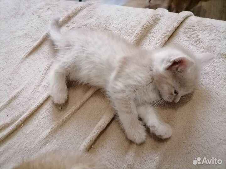 Рыжие котята