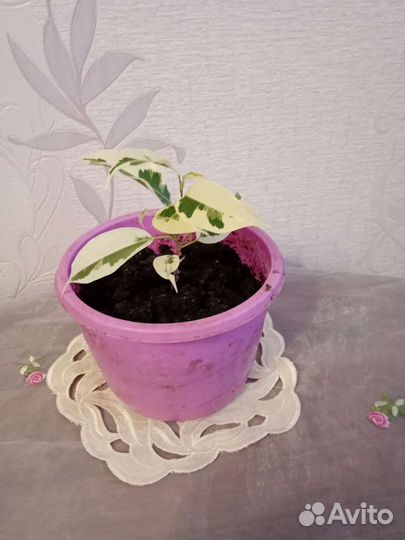 Фикус Бенджамина Де Гантель