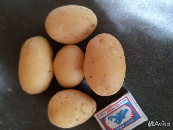 Семенной картофель