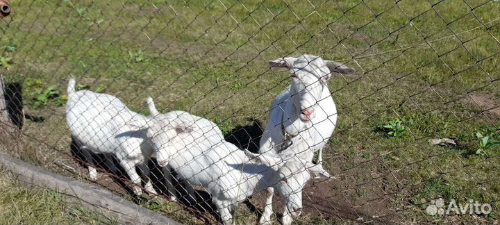 Продаются козлята девочки и мальчик