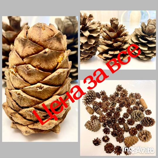 Шишки с природной харизмой