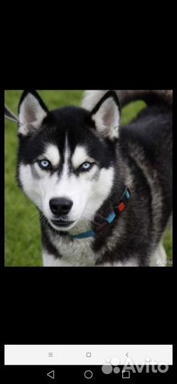 Сибирский хаски