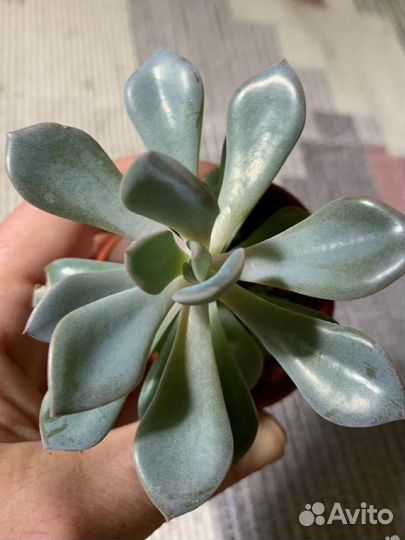 Суккуленты взрослые 10 видов