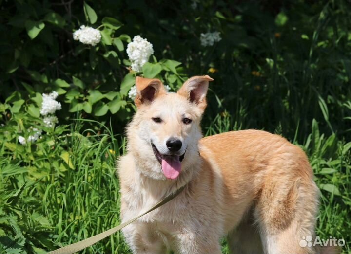 Красотка Синди, стерилизована