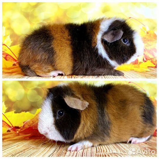 Морские свинки Америк.Тедди(самцы)