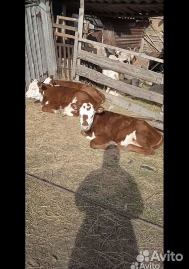 Корова с телёнком