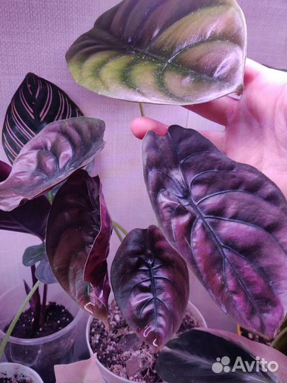 Алоказия ред секрет