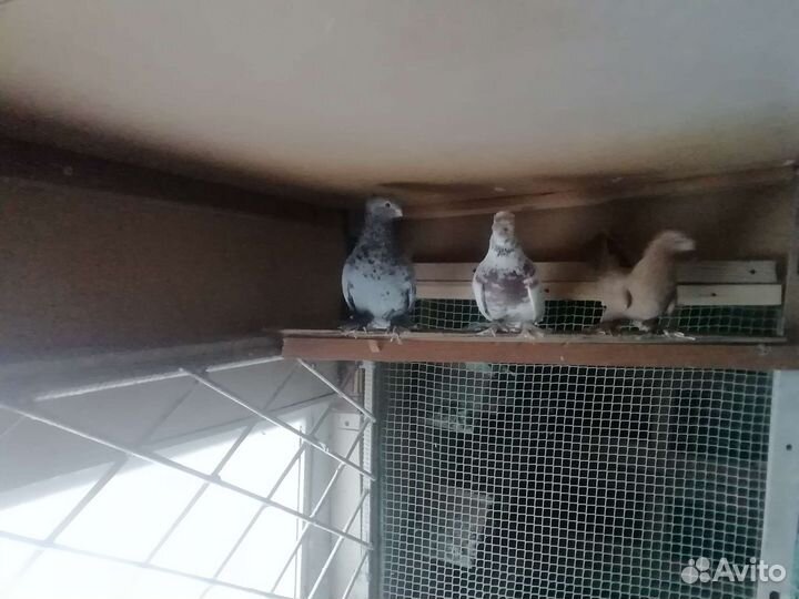 Голуби на продажу и свадьбу