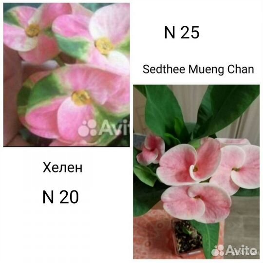 Молочай Миля крупноцветковый