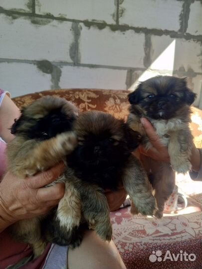 Щенки пекинеса