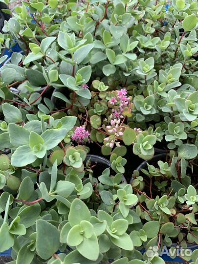 Очиток ложный