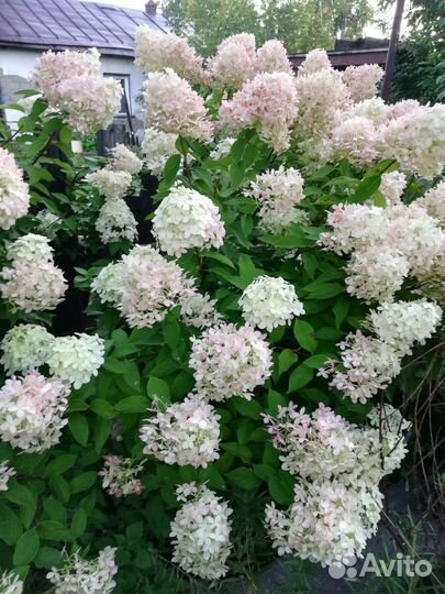 Цветы на срезку со своего сада