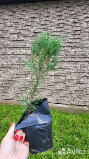 Тамарикс или бисероплодник